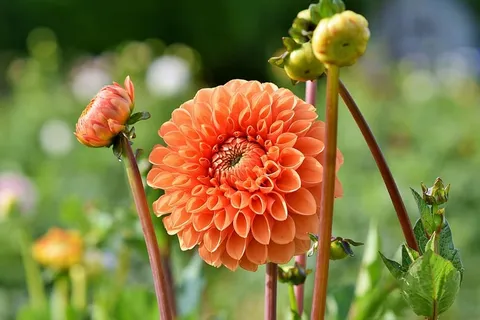 大丽花,大丽花芽,花,芽,大丽花花园,花园植物,开花,开花 大丽花,大丽花芽,花,芽,大丽花花园,花园植物,开花,开花