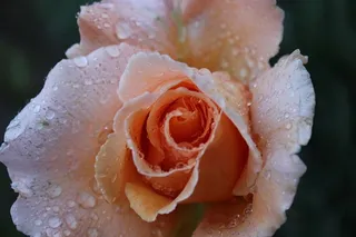 保加利亚，花，玫瑰，雨，美，自然，自然之美，开花植物