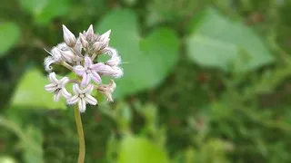 夜间赛马和焰火、金龟子、花朵、优雅、柔软、轻盈、纱线、藤蔓