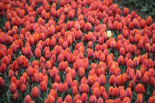 照片，红色，郁金香，白色，郁金香，敢于与众不同，清新，鲜花