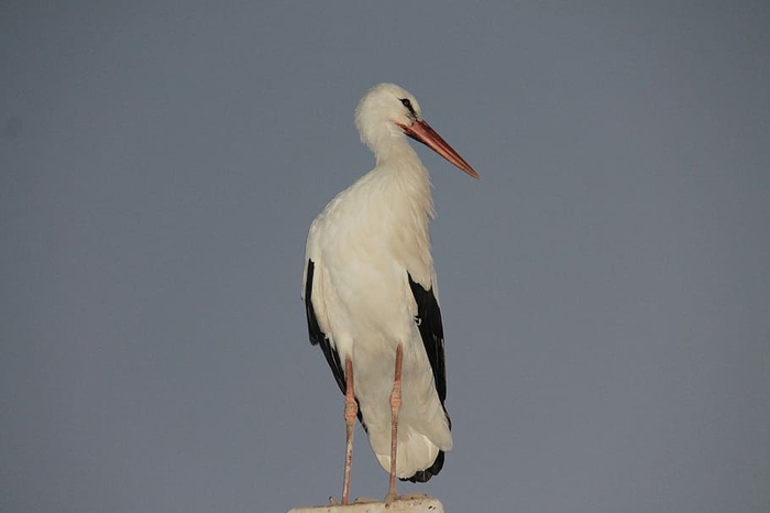 鹳、鸟、苍蝇、一种动物、野生动物、野生动物、动物主题、脊椎动物