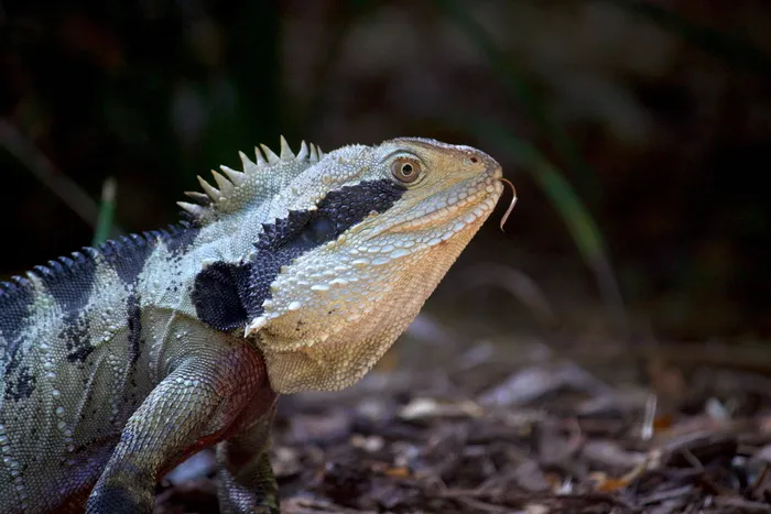 科夫斯港, 澳大利亚, ​​打破阿努卡海滩度假村, 眼, 尖峰, 水龙, 关闭, 动物