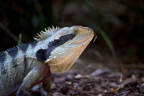 科夫斯港, 澳大利亚, ​​打破阿努卡海滩度假村, 眼, 尖峰, 水龙, 关闭, 动物
