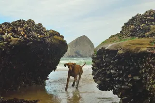 美国太平洋城、基万达角州自然区、干草堆、海滩、巧克力、狗、俄勒冈州