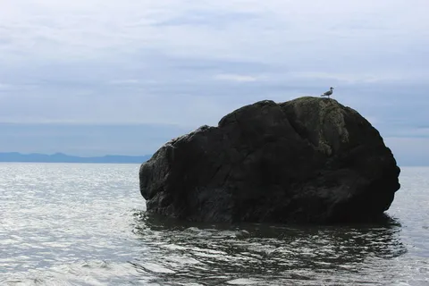 自然、陆地、户外、海角、动物、鸟类、水、海洋