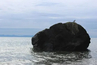自然、陆地、户外、海角、动物、鸟类、水、海洋