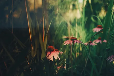 美国，泽兰，上马卡塔瓦自然区，雏菊，罂粟，户外，户外，葡萄酒