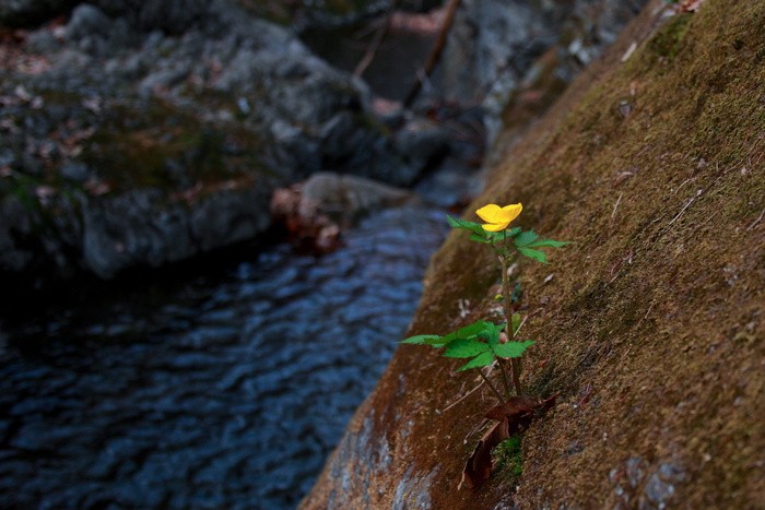 水体，自然，山谷，野花，避芽，天马山，水，山