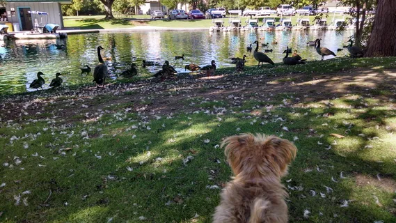 美国、博伊西、斯莫尔、费奇、狗、公园、约基、动物