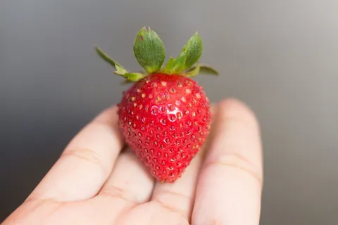 手,棕榈,红色,水果,草莓,种子,食物,健康饮食 手,棕榈,红色,水果,草莓,种子,食物,健康饮食