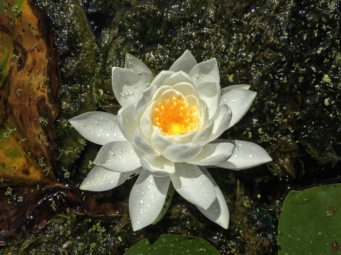 美国、portage、pad、water、flower、黄色、白色、藻类
