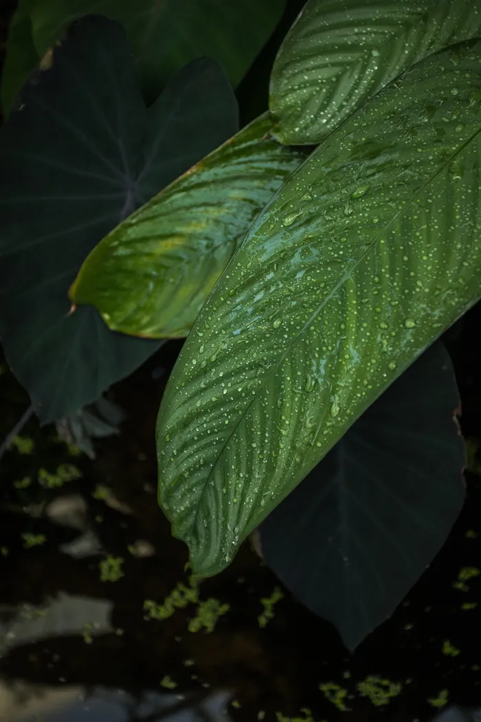 绿叶植物，叶，植物，脉，花，花，水，热带