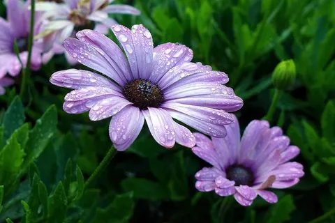 紫色非洲雏菊——南非一年生植物。又称蓝眼雏菊、海角雏菊和骨雏菊。 紫色非洲雏菊——南非一年生植物。又称蓝眼雏菊、海角雏菊和骨雏菊。