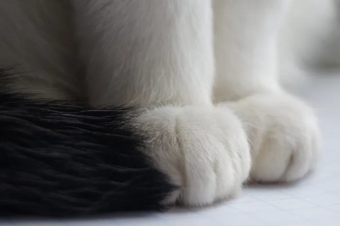 绒毛、毛皮、软材料、动物、猫、爪子、白色、黑色
