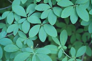 森林，叶子，叶子，图案，自然，绿色，植物部分，生长