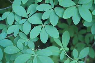 森林，叶子，叶子，图案，自然，绿色，植物部分，生长