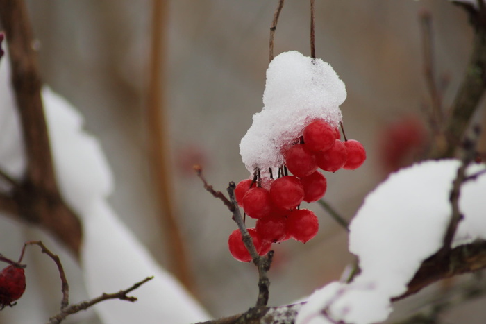 冬天，没有人，大自然，户外，水果，浆果，雪，荚果