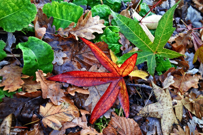 落叶，秋叶，落叶，秋季颜色，枯叶，干叶，季节性，11月