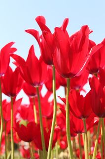 红郁金香花卉节