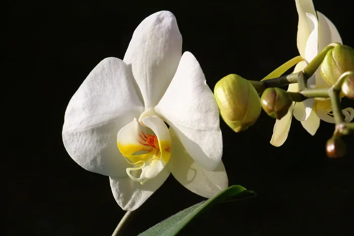花，植物群，自然，花瓣，盛开，白色，颜色，美丽