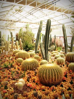 采购产品花园,石头,植物,绿色,植物,仙人掌植物,仙人掌,颜色 采购产品花园,石头,植物,绿色,植物,仙人掌植物,仙人掌,颜色