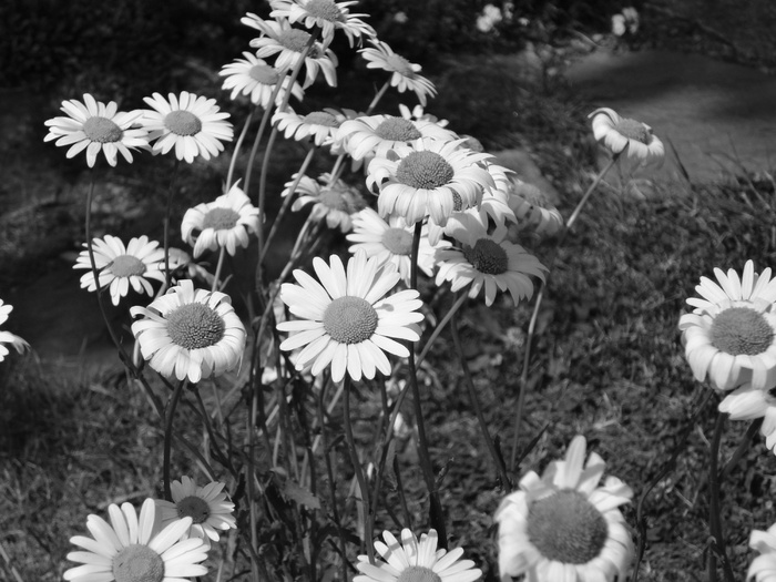 花，雏菊，黑白，春天，白色，自然花，关键词fotomontáž，自然