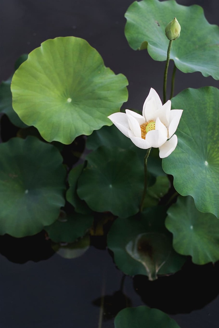 绿色，叶子，植物，花，花瓣，自然，黑暗，模糊