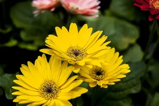 美丽的格尔贝拉，花，植物，自然，花园，开花植物，脆弱，花瓣