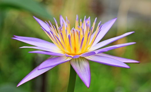 紫色,黄色,花瓣状花朵,花朵,睡莲,黄花,水生植物,花朵 紫色,黄色,花瓣状花朵,花朵,睡莲,黄花,水生植物,花朵