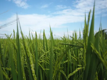 在稻田,秋天,收获,生长,种植,田地,农业,作物 在稻田,秋天,收获,生长,种植,田地,农业,作物
