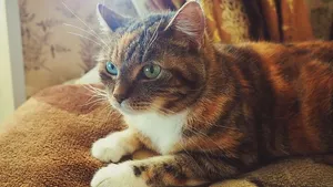 动物，宠物，可爱，皮毛，可爱，猫，家猫，猫