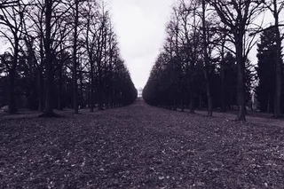 林荫道、胡同、树木、黑白、树木、户外、无人、白天