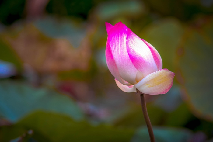 莲花、植物、花朵、自然、池塘、花朵、粉色、花朵