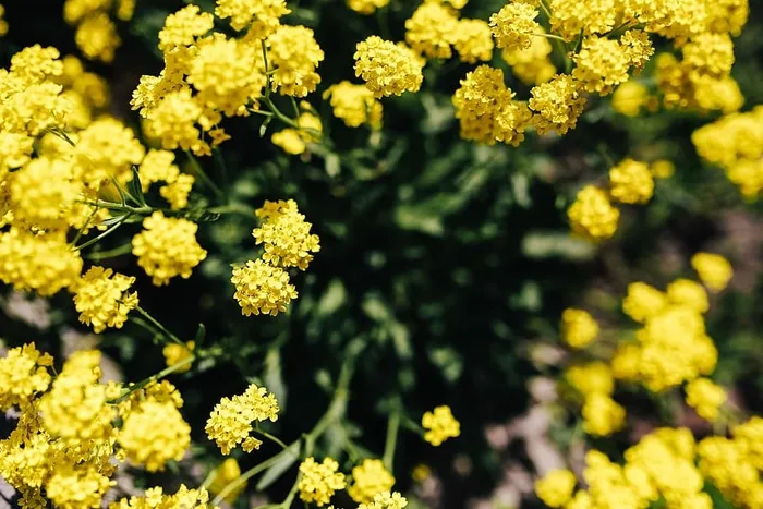 小黄花