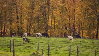 美国, 哈德威克, 东哈德威克, 叶子, 秋天, 准备好打字, 版式, 背景