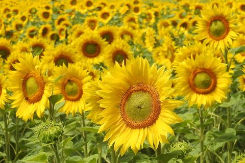 向日葵,开花,开花,黄色,夏天,向日葵,向日葵田,花 向日葵,开花,开花,黄色,夏天,向日葵,向日葵田,花