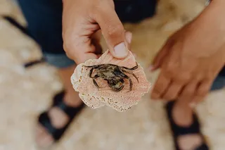 海滩上的干死蟹