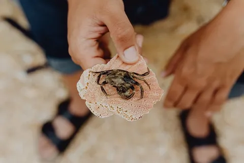 海滩上的干死蟹 海滩上的干死蟹
