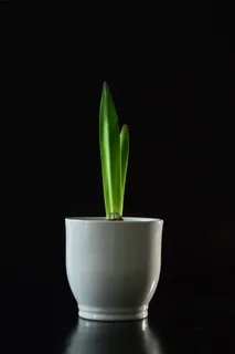 白色陶瓷花瓶上的绿色植物 白色陶瓷花瓶上的绿色植物