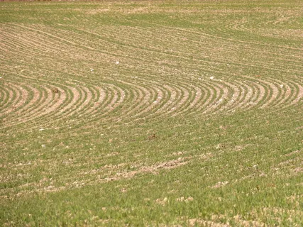 铺设、背景、纹理、芽、植物几何形状、农业、母猪、田地
