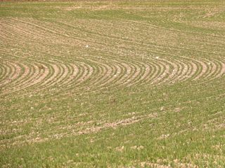 铺设、背景、纹理、芽、植物几何形状、农业、母猪、田地