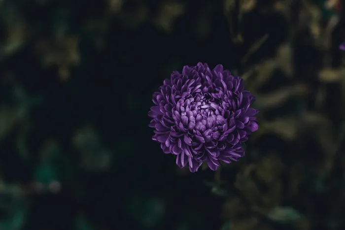 紫色丛生花