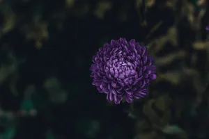 紫色丛生花
