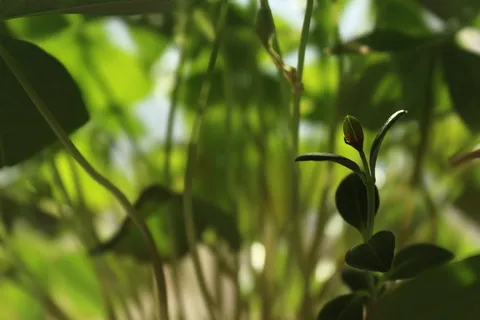 草,室内植物,在家,酢浆草,室内植物,夏季绿色,绿色,温暖 草,室内植物,在家,酢浆草,室内植物,夏季绿色,绿色,温暖