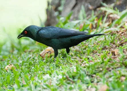 亚洲光泽椋鸟、鸟、槟城、马来西亚、亚洲、红眼、红眼 亚洲光泽椋鸟、鸟、槟城、马来西亚、亚洲、红眼、红眼