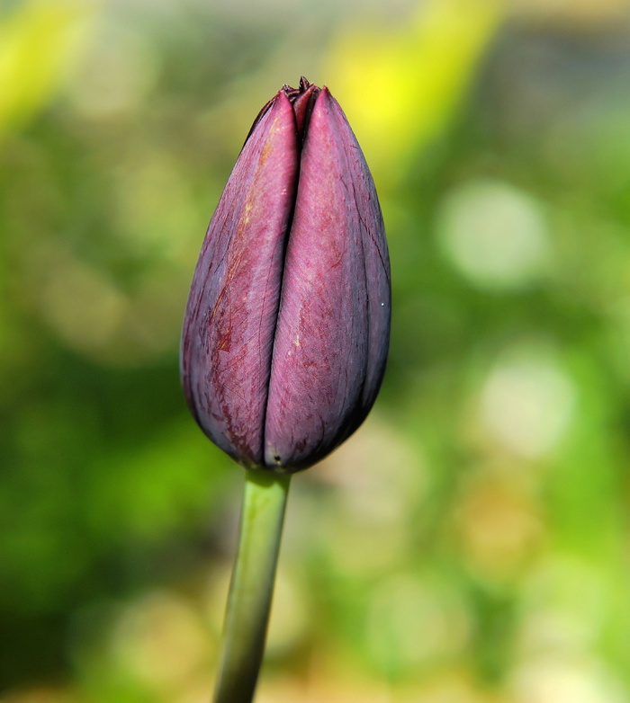Bloom，Bloom，郁金香，Closed，Flower，spring，plant，粉色