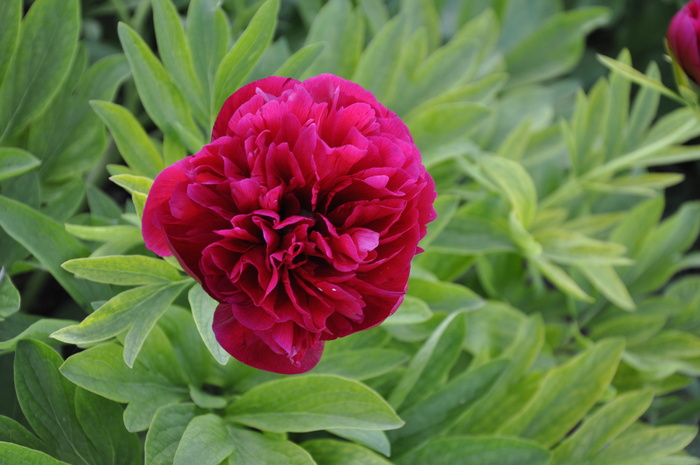 牡丹, 花, 春天, 特写, 红色, 增长, 花瓣, 自然