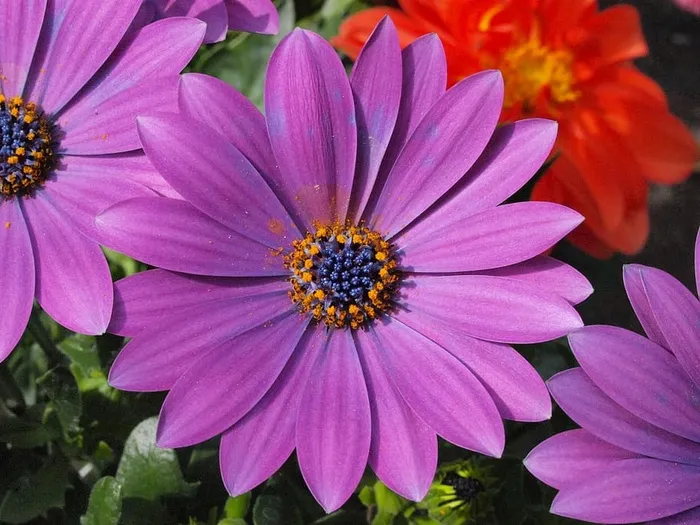 玛格丽特，博尔霍姆·玛格丽特，紫色，开花，开花，花序，雄蕊，开花植物
