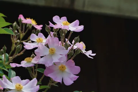 下面贴着花、花、白花、花草、夏花、野花、小花、小花