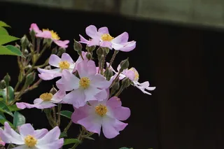 下面贴着花、花、白花、花草、夏花、野花、小花、小花